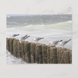 Postale Carte postale: Mouettes