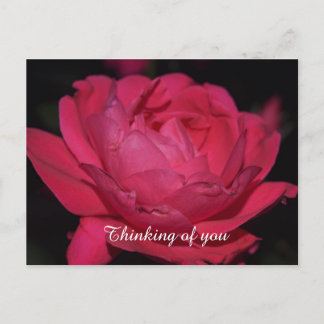 Postale Carte postale. Un rose sous un autre nom