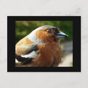 Postale Carte PostCard Chaffinch