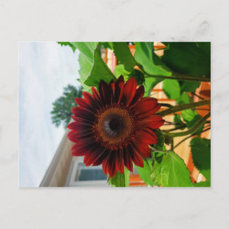 Postale Carte Sunflower Post