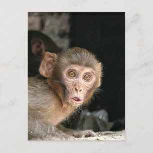 Postale Carte verticale de singe effrayé aux grands yeux
