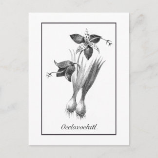 Postale Carte vintage de gravure de fleur de tigre