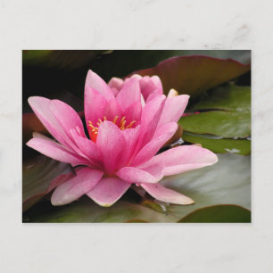 Postale Carte Water Lilly