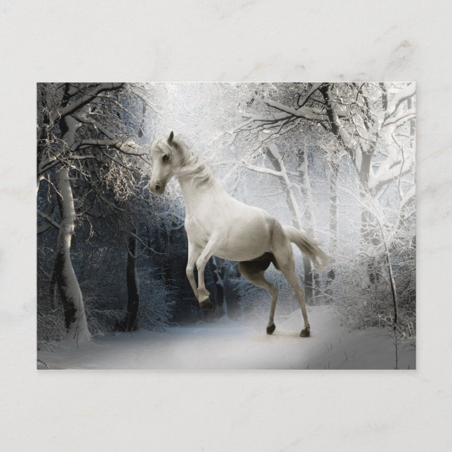 Postale Cheval blanc dans le paysage hivernal neige carte  (Devant)