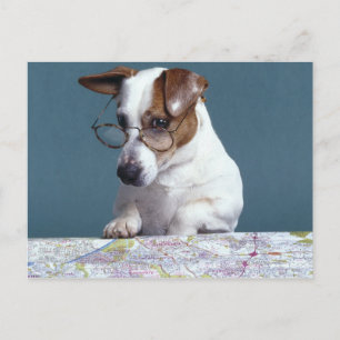 Postale Chien avec lunettes de lecture étudier la carte