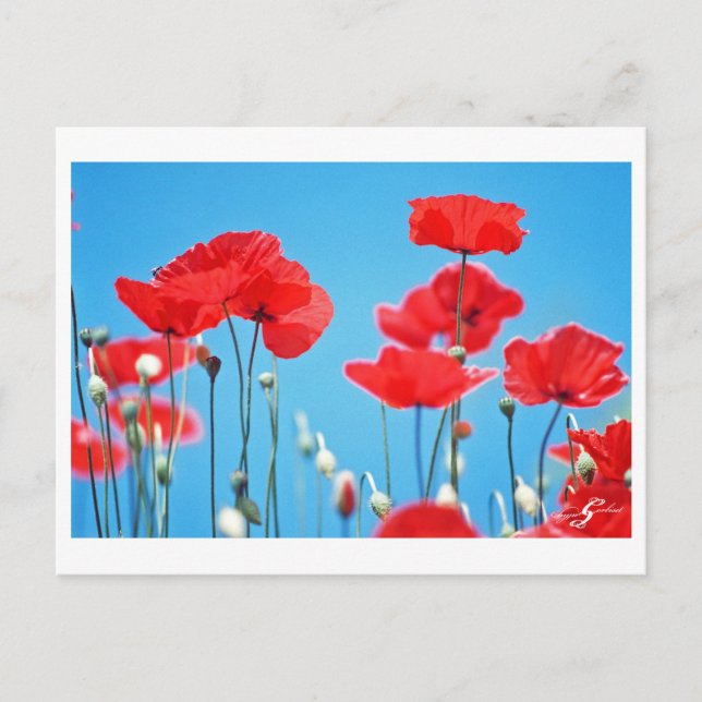 Postale Coquelicots de Provence Postkarte (Vorderseite)