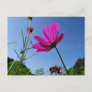 Postale Cosmea rose vif, Sky bleu do-it-yourself carte pos