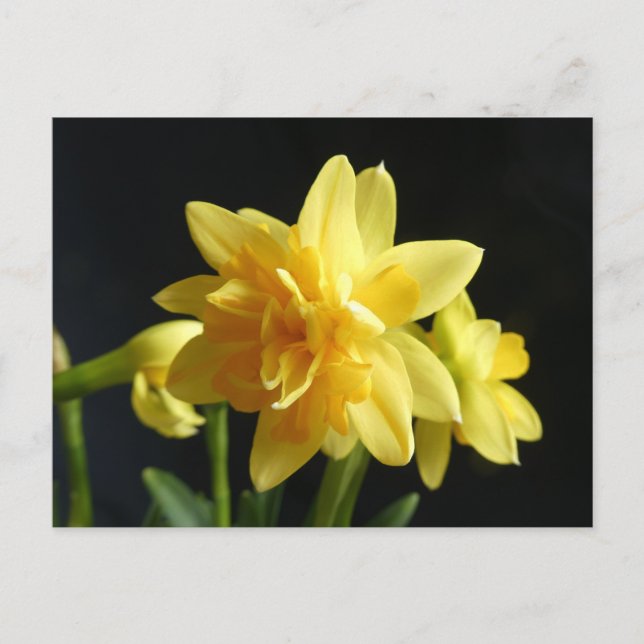 Postale Daffodiles à deux fleurs do-it-yourself carte post (Devant)
