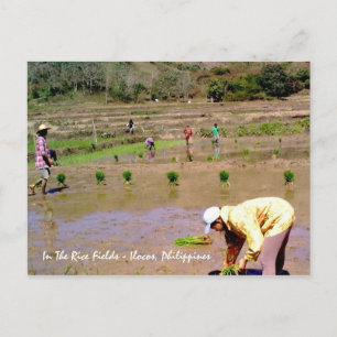 Postale Dans Les Champs De Riz - Ilocos, Philippines Carte