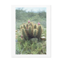 Desert Blooms Cactus Sonora Arizona Photo Carte po