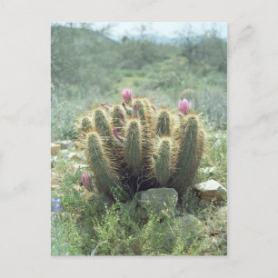 Postale Desert Blooms Cactus Sonora Arizona Photo Carte po