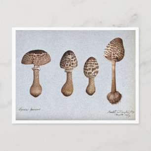 Postale Dessin vintage des champignons Parasol Carte posta