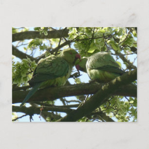 Postale Deux Jolies perruches à Rose do-it-yourself carte 