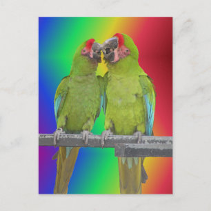 Postale Deux perroquets verts Rainbow do-it-yourself carte