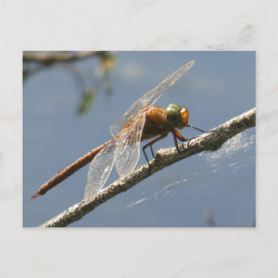 Postale Dragonfly Hawker vert gros do-it-yourself carte po