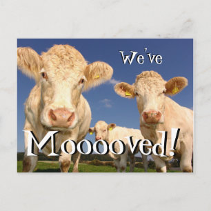 Postale Faire-part Vaches drôles Nous avons déménagé Nouvelle carte p