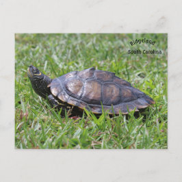 Postale Fausse carte Turtle Ridgeland Sc