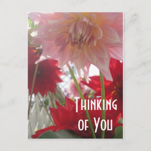 Postale Fermer Dahlia Flowers en rose et rouge carte posta