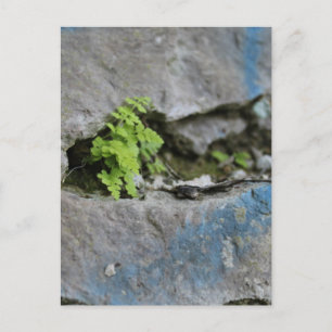 Postale Ferne déterminée dans Boulder Blue Graffiti Carte 