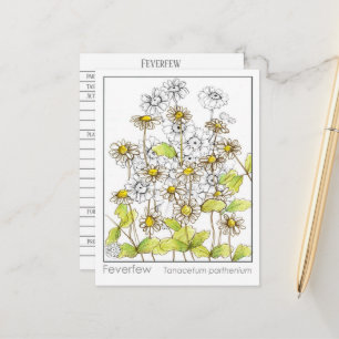Postale Feverfew Materia Medica Carte d'étude botanique