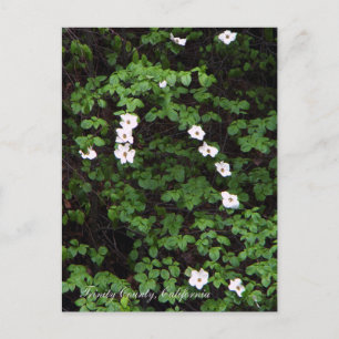Postale Fleurs de cornouiller dans les bois... Carte posta