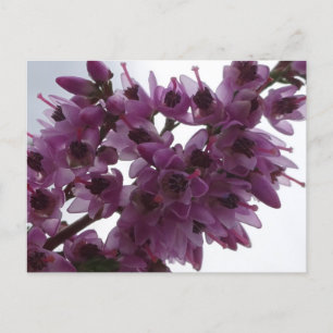 Postale Fleurs de santé Fermer do-it-yourself carte postal
