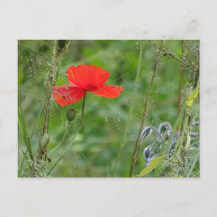 Postale Fleurs sauvages : Red Poppy do-it-yourself carte p