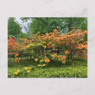 Postale Flower Trees of Halifax Nouvelle-Écosse Carte post