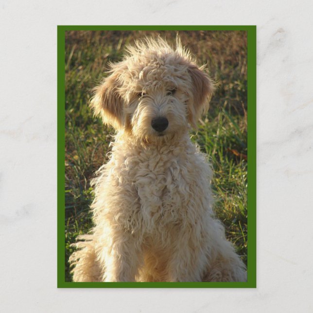 Postale Goldendoodle Chien Chien Chien Vierge Voeux Carte  (Devant)