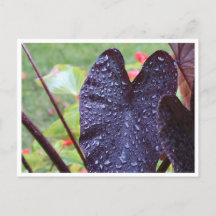 Gouttelettes d'eau sur une feuille sombre Carte po