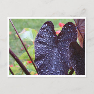 Postale Gouttelettes d'eau sur une feuille sombre Carte po