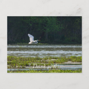 Postale Grande Aigrette Blanche Volant Carte de Remercieme