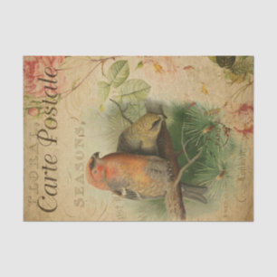 Postale Grosbeaks Seidenpapier