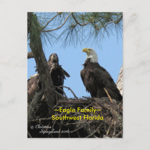 Postale Harriet Eagle oiseaux de famille Floride Carte pos