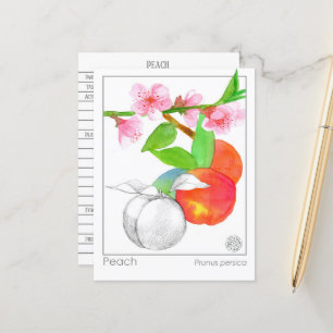 Postale Herbalist Peaches Materia Medica carte botanique