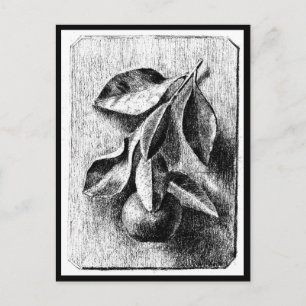 Postale Illustration Vintage Carte Postale-Beatrix Potter 