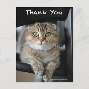 Postale Joli scottish berceau nouilles chat merci carte po