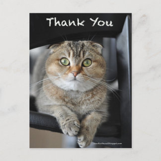 Postale Joli scottish berceau nouilles chat merci carte po