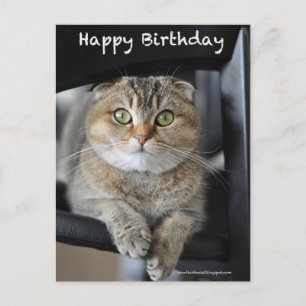Postale joli scottish pli nouilles chat anniversaire carte