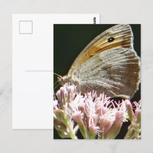 Postale Jolie grande carte à plat papillon