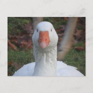Postale Jolie oie blanche fermer do-it-yourself carte post