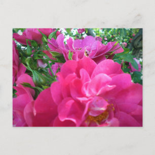 Postale Jolies Grandes Roses Roses Fleurs Jardin Carte Pos