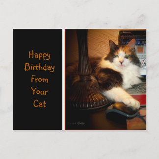 Postale Joyeux Anniversaire De Votre Carte De Vœux De Chat