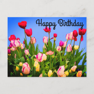 Postale Joyeux Anniversaire Divers Tulipes #3 Carte Postal