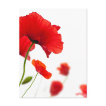 Postale Karte - Fleurs de coquelicots