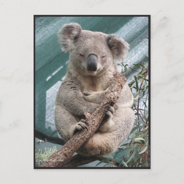 Postale Koala, Carte postale, 2013, 4,25 po x 5,6 po (Devant)