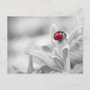 Postale Ladybug dans la carte blanche