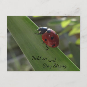 Postale Ladybug sur la feuille tenir et rester forte carte