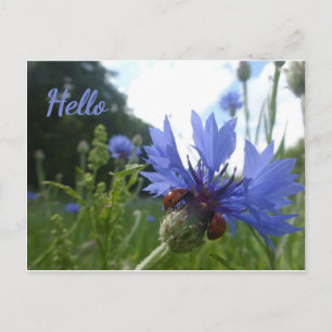Postale Ladybugs Réunion sur Cornflower HELLO Carte postal