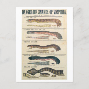 Postale Les serpents dangereux de Victoria Australie Carte